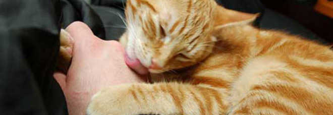 SPARANO AL GATTO? SE LA SPESA PER CURARLO È ECCESSIVA, NON TI RIMBORSANO - 16/09/2014