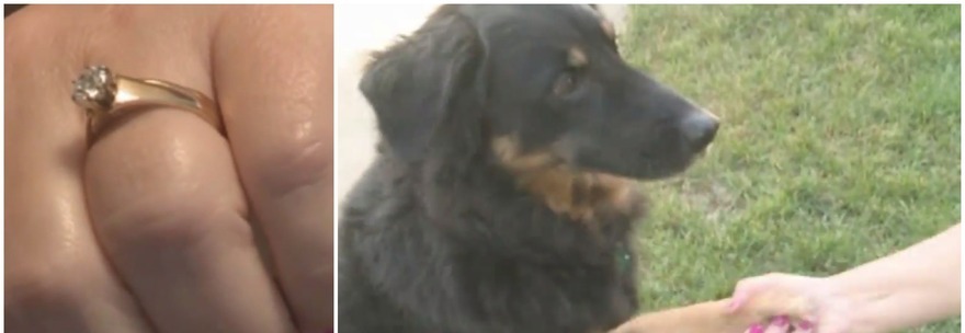 PERDE LA FEDE NUZIALE, 5 ANNI DOPO IL CANE LA RIGURGITA: ''MERITO DI UNA INDIGESTIONE'' - 17/09/2014