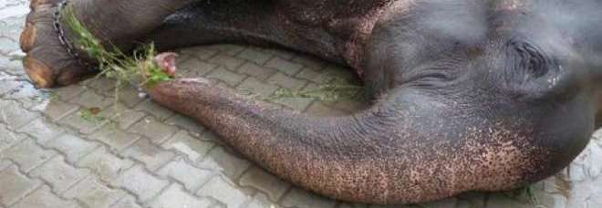 IN CATENE DALLA NASCITA: L'ELEFANTE RAJU, FINALMENTE LIBERO, PIANGE DI GIOIA - FOTO - 07/07/2014