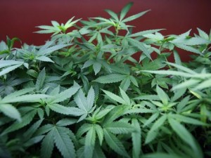 COLTIVARE MARIJUANA NEL TERRAZZO DI CASA E REATO? ARRIVA LA SENTENZA CHE TOGLIE I DUBBI - 11/07/2014