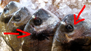 4 SEGRETI PER RICONOSCERE SE QUELLO CHE COMPRIAMO E' VERO PESCE FRESCO. ECCO TUTTO QUELLO CHE NON TI DICONO - VIDEO - 27/05/2014