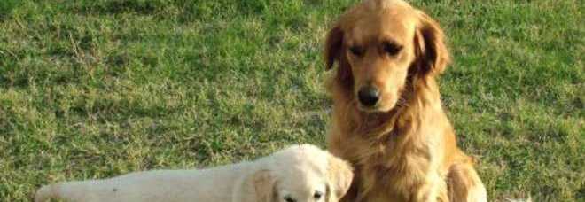 I CANI SONO GELOSI DEI LORO PADRONI, UNO STUDIO CONFERMA IL LORO ISTINTO DI PROTEZIONE - 05/10/2014