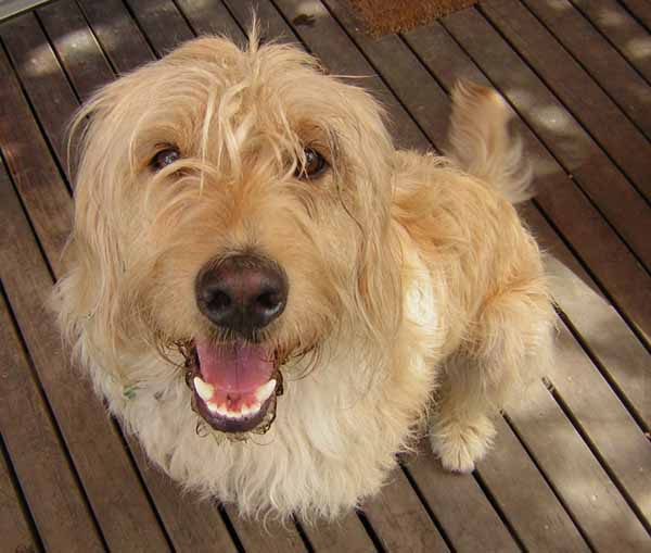 MARITO TRADITO SCOPRE LA MOGLIE GRAZIE AL SUO CANE - 29/07/2014