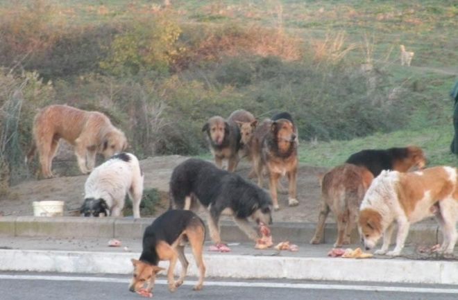 ROMA, VA A CORRERE AL PARCO: ASSALITA DAI CANI. ''UN INCUBO, MEZZ'ORA IN BALIA DI QUELLE BELVE'' - 30/07/2014