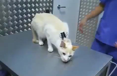 ECCO COME IMMOBILIZZARE UN GATTO CON UNA PINZETTA - VIDEO - 25/10/2014
