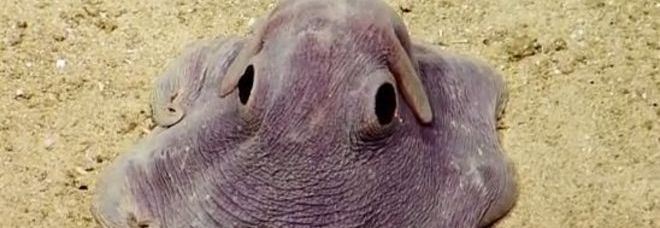 SCOPERTO IL POLIPO ''DUMBO'', L'ANIMALE MARINO CON LE ORECCHIE DA ELEFANTE - DUMBO - 29/10/2014