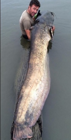 PESCATO UN PESCE SILURO DI 2,6 METRI NELLE ACQUE DEL PO - FOTO - 23/09/2014