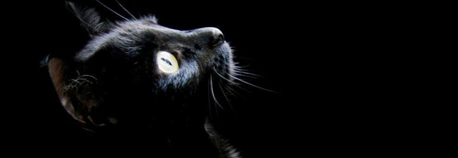 NUDA IN STRADA COL FORCHETTONE INSANGUINATO. ''HA DECAPITATO IL GATTO E DATO FUOCO ALLA CASA'' - 04/11/2014