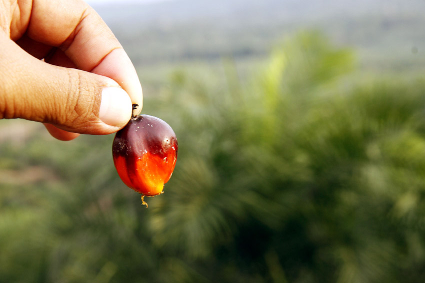 OLIO DI PALMA: UN VERO E PROPRIO VELENO PRESENTE NEI CIBI CHE MANGIAMO - ECCO QUALI - 15/02/2016