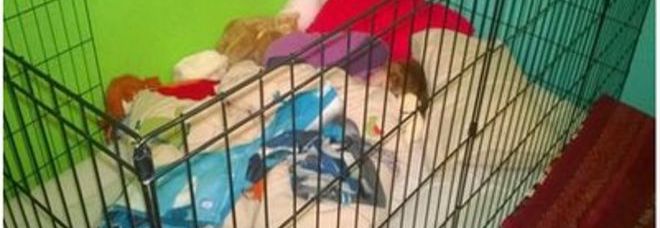 BIMBA EPILETTICA COSTRETTA A DORMIRE IN GABBIA: ''I SERVIZI SOCIALI NON RICONOSCONO L'INVALIDITA''' - 07/11/2014