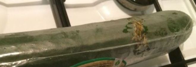 NONNA TROVA UNA LUCERTOLA MORTA IN UN CETRIOLO: ''STAVO PER DARLO COME CENA A MIO NIPOTE'' - 09/11/2014