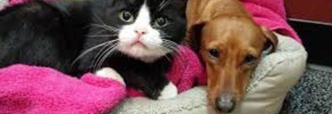 MANOVRE SALVA-VITA PER CANI E GATTI: ECCO COSA FARE SE HANNO QUESTI SINTOMI - 01/12/2014