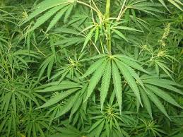 HA SIEPI DI MARIJUANA IN CASA, SI DIFENDE: ''HO IL POLLICE VERDE'' - 10/01/2015