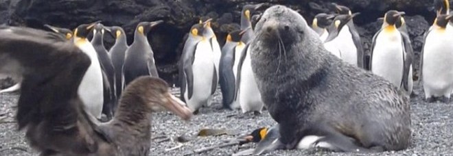 PINGUINI VIOLENTATI DAI LEONI MARINI, GLI SCIENZIATI: ''NON SAPPIAMO PERCHE' ACCADE'' - 14/01/2015