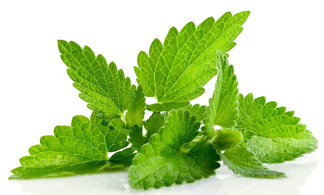 SAPEVATE CHE E' POSSIBILE DIMAGRIRE CON LA MENTA? ECCO COME - 16/01/2015