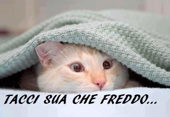 SE MORE DAL FREDDO !! - 08/12/2012