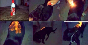 E' CACCIA ALLA PERSONA CHE HA BRUCIATO IL SUO CANE IN DIRETTA SU FACEBOOK - 20/12/2013