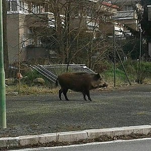 ROMA: CINGHIALI A PASSEGGIO SULLE STRADE. PAURA TRA I CITTADINI - 05/02/2015