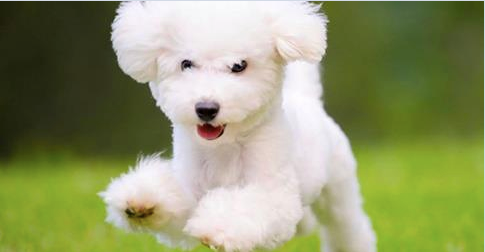 1 ANNO UMANO CORRISPONDE A 7 ANNI DEL CANE? NON E' PROPRIO COSI': 10 MITI DA SFATARE SUGLI ANIMALI - 22/10/2014