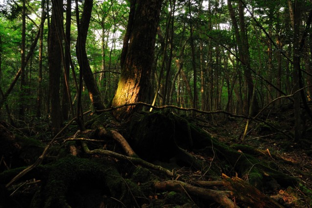 UN LUOGO DA BRIVIDI: LA FORESTA DEI SUICIDI - 04/07/2015