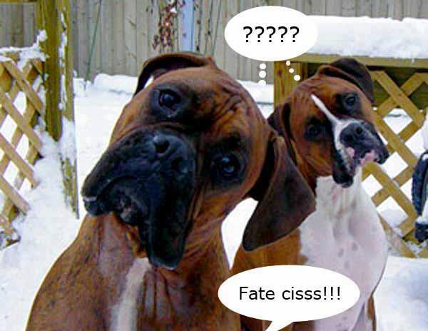 FATE 'N BEL SORRISONE !! - 13/12/2012