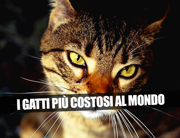ECCO LE 5 RAZZE DI GATTI PIU' COSTOSE AL MONDO, PREZZI DA CAPOGIRO - 06/12/2014