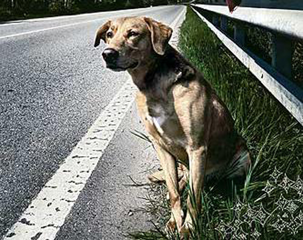 VEDE ABBANDONARE IL CANE E MANDA ALL'OSPEDALE IL PROPRIETARIO - 04/11/2015