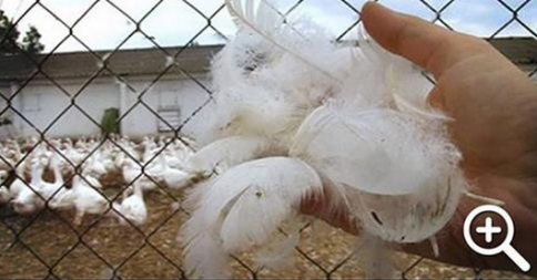 BUFERA SU MONCLER, LA SCOPERTA CHOC SULLA GRIFFE DI REMO RUFFINI - 03/11/2014
