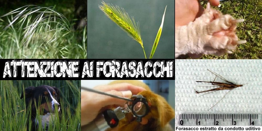 I FORASACCHI, UN SERIO PERICOLO PER IL NOSTRO CANE - 10/04/2016