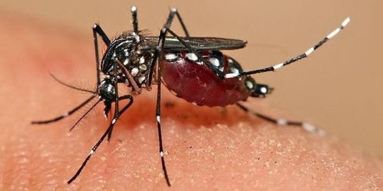 NIENTE PIU' ZANZARE: ECCO I RIMEDI NATURALI PER UN'ESTATE TRANQUILLA - 21/04/2016