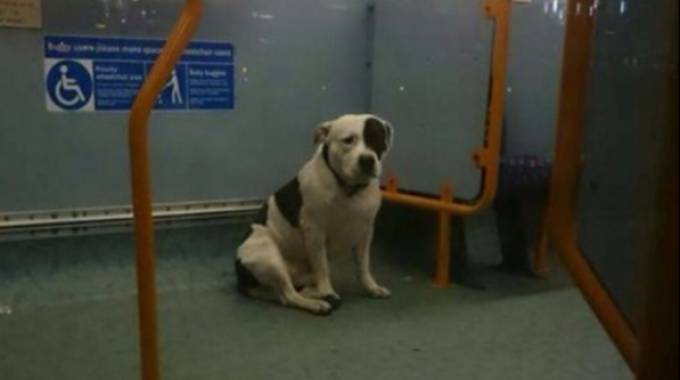 IL CANE ABBANDONATO SULL'AUTOBUS CHE HA COMMOSSO LA RETE - 06/05/2016