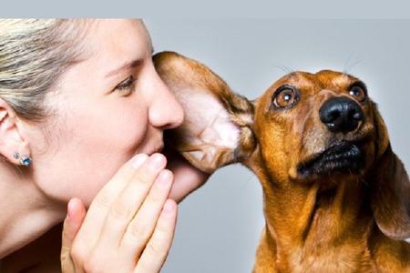 IL VOSTRO CANE E' GELOSO? ECCO I MOTIVI E COSA DOVETE FARE - 13/05/2016
