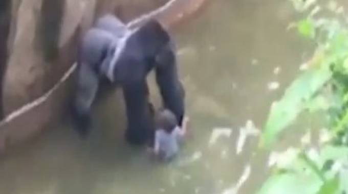 BIMBO DI 3 ANNI CADE NELLA GABBIA DEL GORILLA, POI LE IMMAGINI SHOCK - VIDEO - 31/05/2016