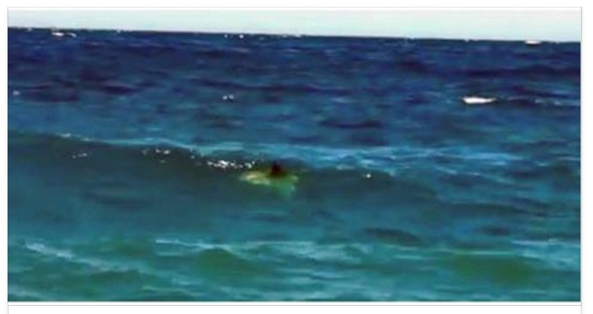 SCATTA L'ALLARME IN SPIAGGIA: BAGNANTI TERRORIZZATI ESCONO DALL'ACQUA - 21/07/2016