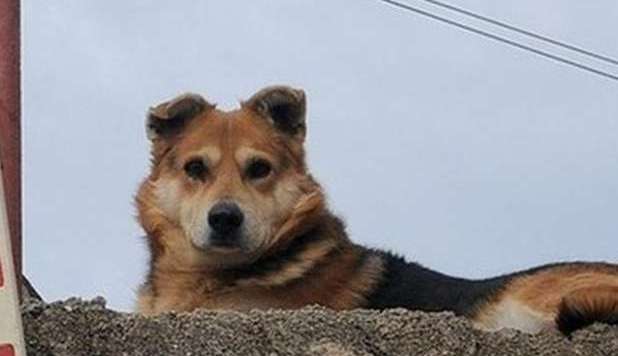 IL CANE UCCISO CON UN PETARDO IN BOCCA: SU FB 'GIUSTIZIA PER 'MISKO' - 08/01/2013