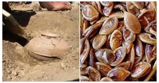 TROVANO DEI SEMI DI 800 ANNI FA E DECIDONO DI PIANTARLI: IL RISULTATO E' STRABILIANTE - 20/09/2016