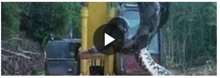 SCOPERTA SHOCK - ANACONDA GIGANTE TROVATA DURANTE GLI SCAVI IN UNA GROTTA: PESA OLTRE I 400 CHILI - 26/09/2016