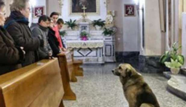 LA PADRONA È MORTA DA DUE MESI, IL CANE VA IN CHIESA TUTTI I GIORNI - VIDEO - 16/01/2013