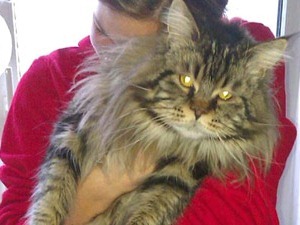 Rapiscono un gatto e lo restituiscono subito perché… - 16/01/2013
