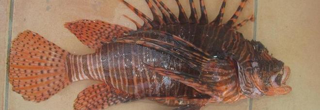 PAURA NELLE ACQUE ITALIANE: ARRIVA IL PESCE SCORPIONE. LA SUA PUNTURA UCCIDE - 16/11/2016