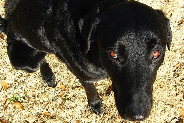 IL SIGNIFICATO DELLO 'SGUARDO COLPEVOLE' DEI CANI - 11/12/2016