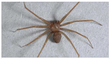 ATTENZIONE,E' IN ITALIA: IL RAGNO VELENOSO CHE HA MORSO UNA RAGAZZA DI 25 ANNI NEL SONNO - 24/12/2016