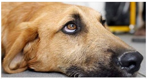 RIMINI: CALCI E PUGNI AL CANE PER STRADA, PASSANTE SCENDE DALL'AUTO E GLI SPARA AD UN GINOCCHIO - 08/02/2017