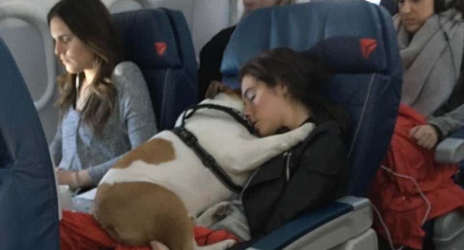 MAI PIU' IN STIVA: FINALMENTE I NOSTRI PELOSI POTRANNO VIAGGIARE IN CABINA CON IL PADRONE - 22/03/2017