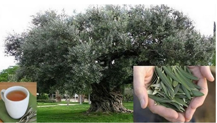 LA FOGLIA DI QUESTA PIANTA E' PERFETTA PER PREVENIRE ICTUS, DIABETE, IPERTENSIONE ED ALZHEIMER: ECCO COME USARLA PERFETTAMENTE - 28/03/2017