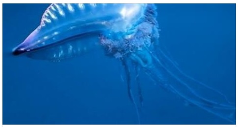 ALLARME SULLE SPIAGGE ITALIANE: TROVATA MEDUSA VELENOSISSIMA ''PUO' CAUSARE ARRESTO CARDIACO'' GLI ESPERTI SPIEGANO COSA FARE - 11/06/2017