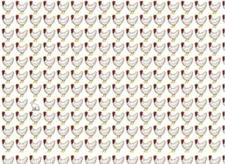 RIESCI A TROVARE IL CONIGLIO TRA QUESTE GALLINE? IL TEST CHE STA METTENDO IN CRISI IL WEB - 13/06/2017