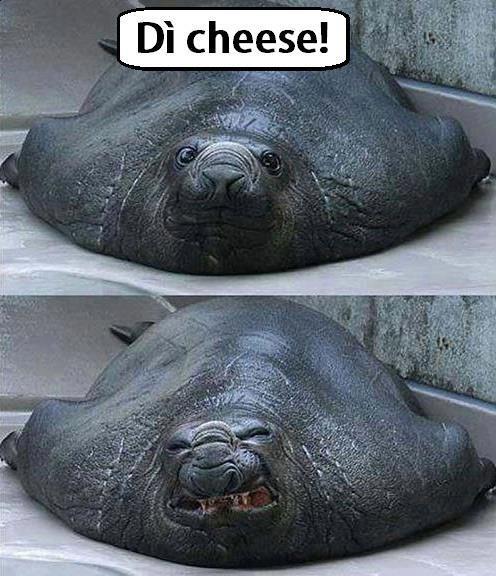 Immagine Divertente - 11/03/2013