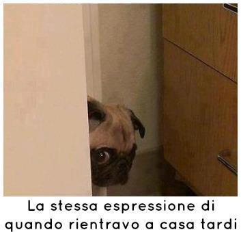 Immagine Divertente - 17/03/2013