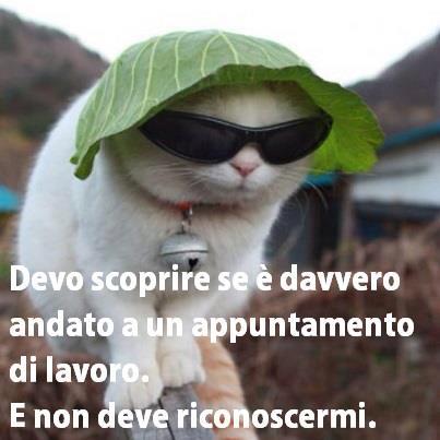 Immagine Divertente - 17/03/2013